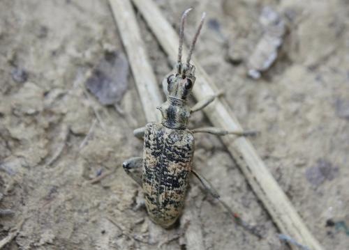 Réf. 198 676 : Rhagium sycophanta